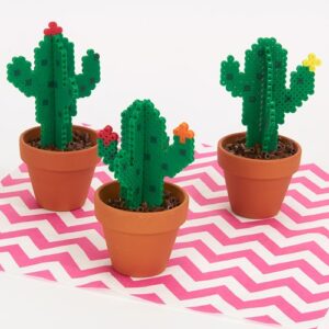 blooming-cacti